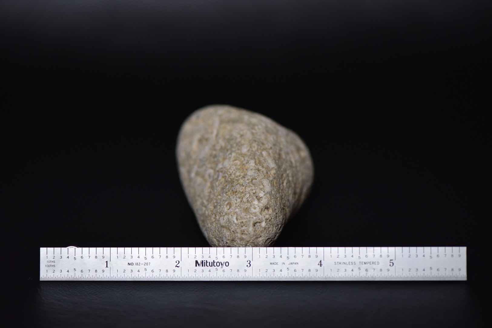 Crinoid Stem Sections in Matrix specimen