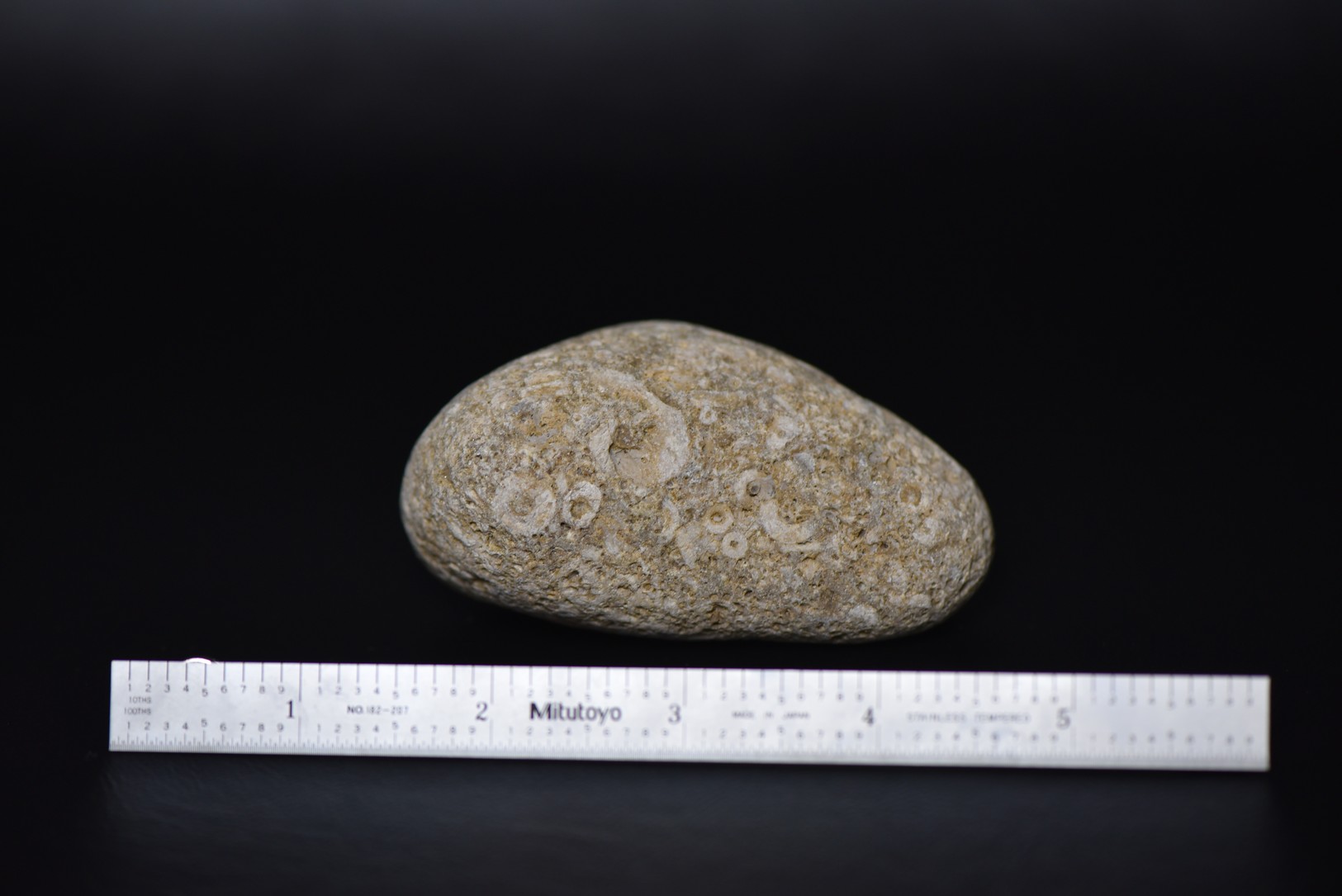 Crinoid Stem Sections in Matrix