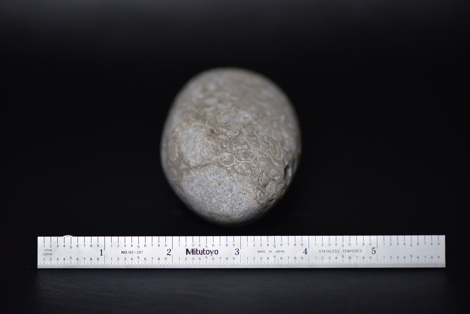 Crinoid Stem Sections in Matrix specimen