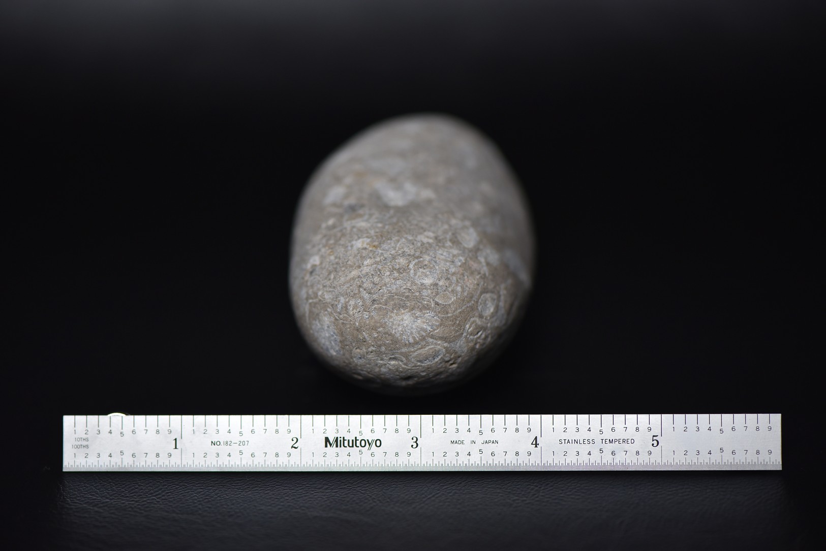 Crinoid Stem Sections in Matrix specimen