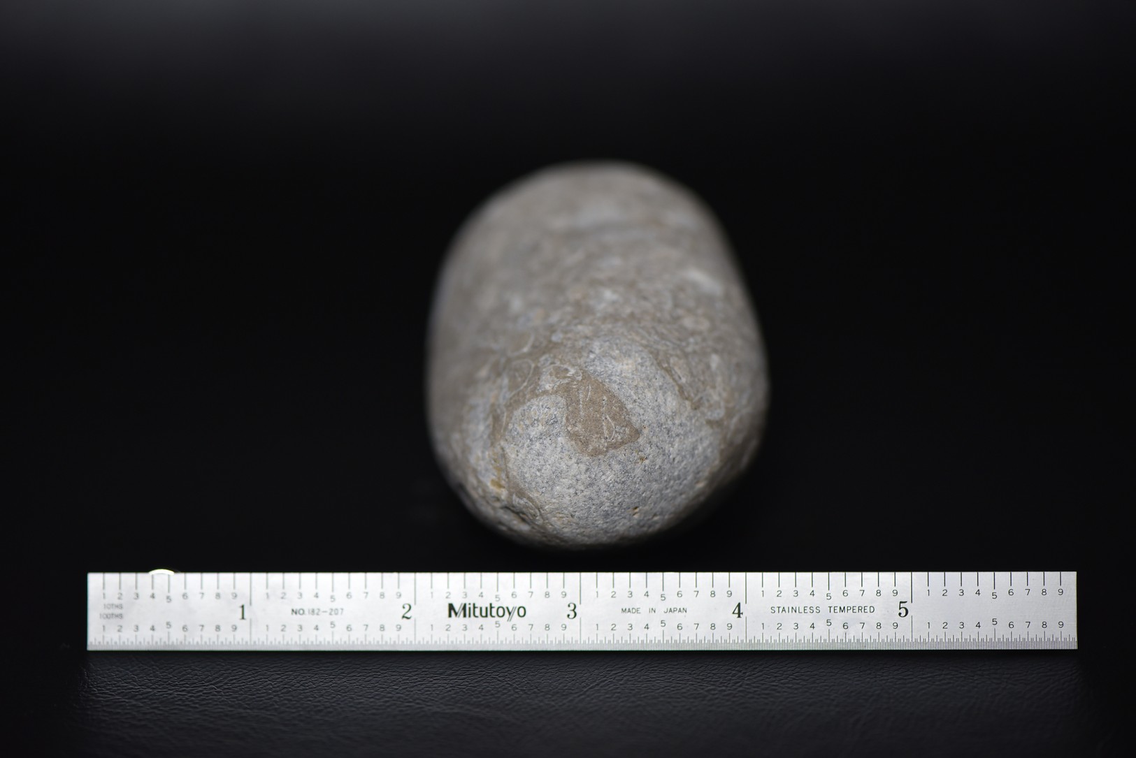 Crinoid Stem Sections in Matrix specimen