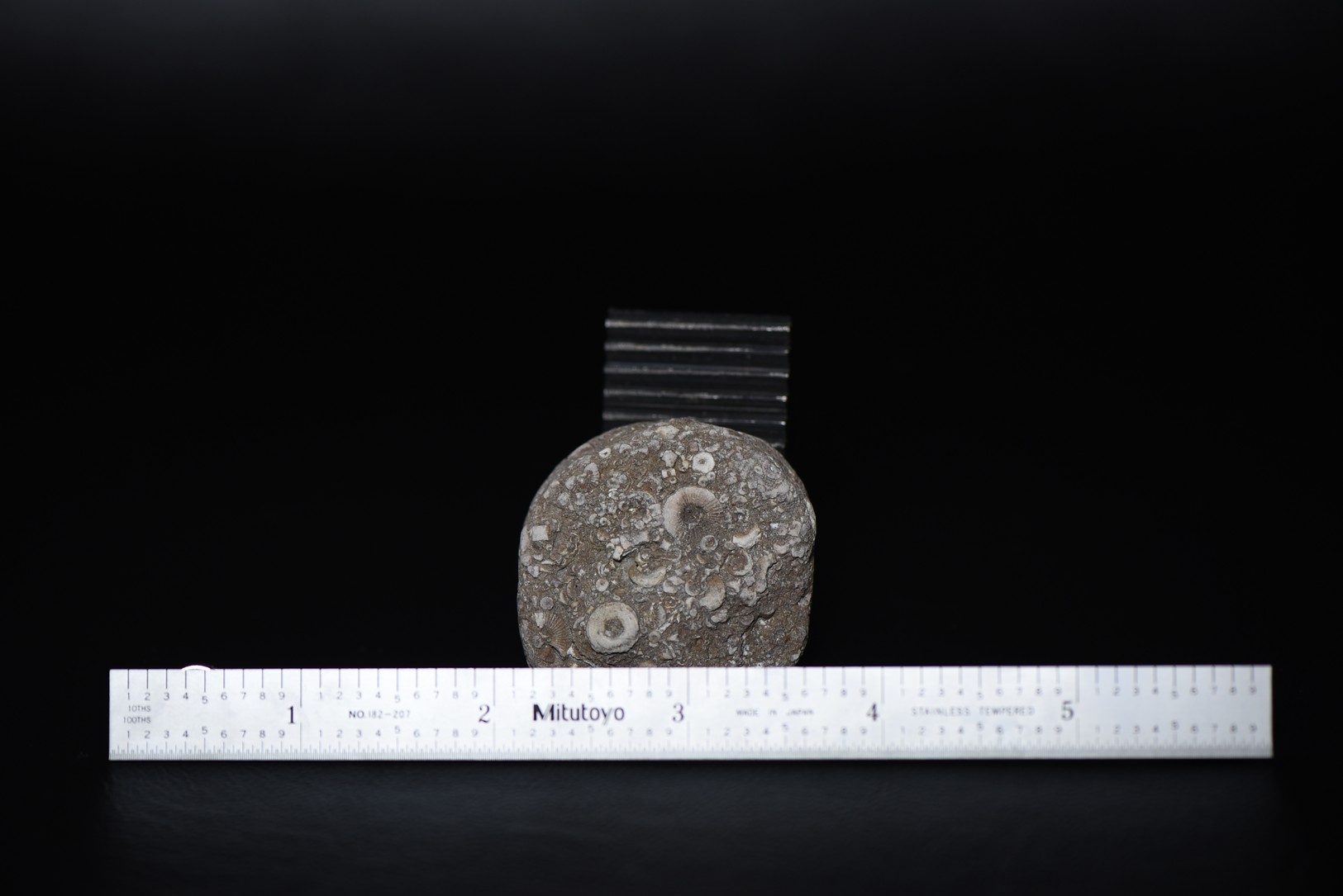 Crinoid Stem Sections in Matrix specimen