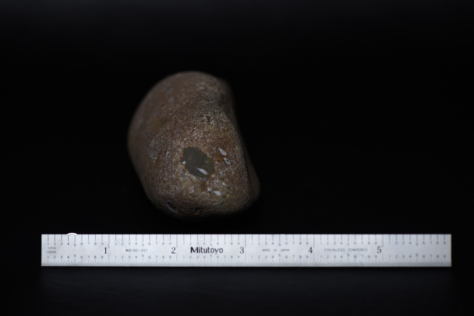 Crinoid Stem Sections in Matrix specimen