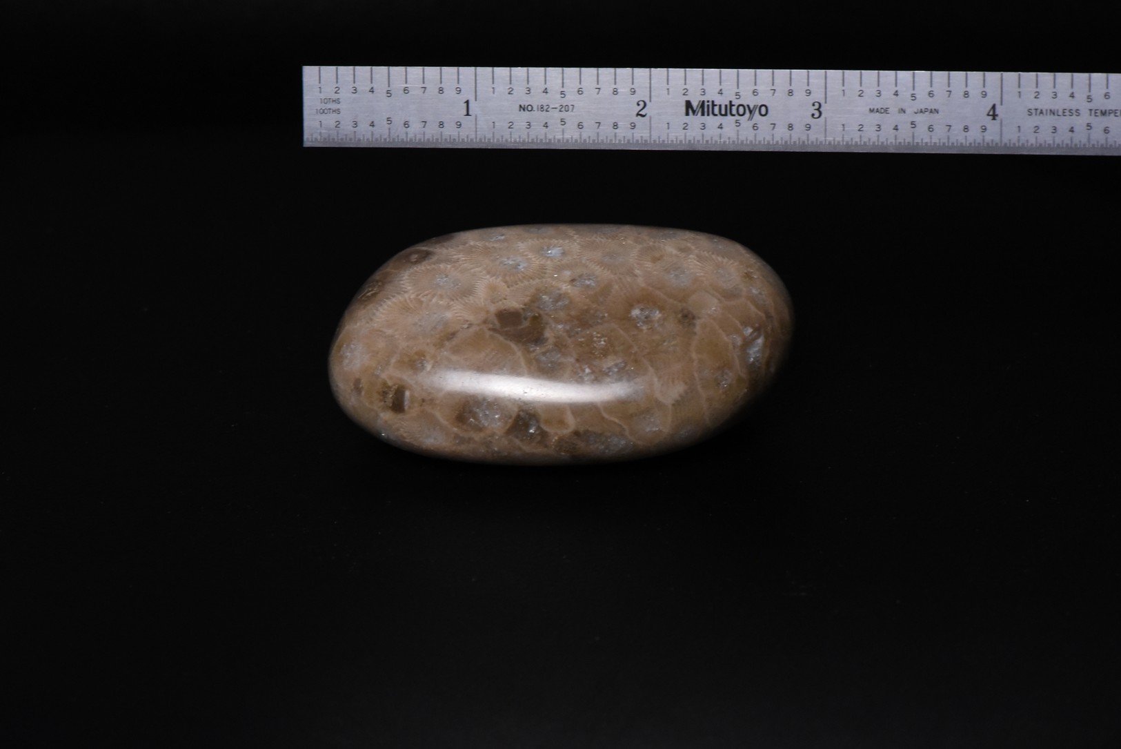 Hexagonaria cf. percarinata specimen