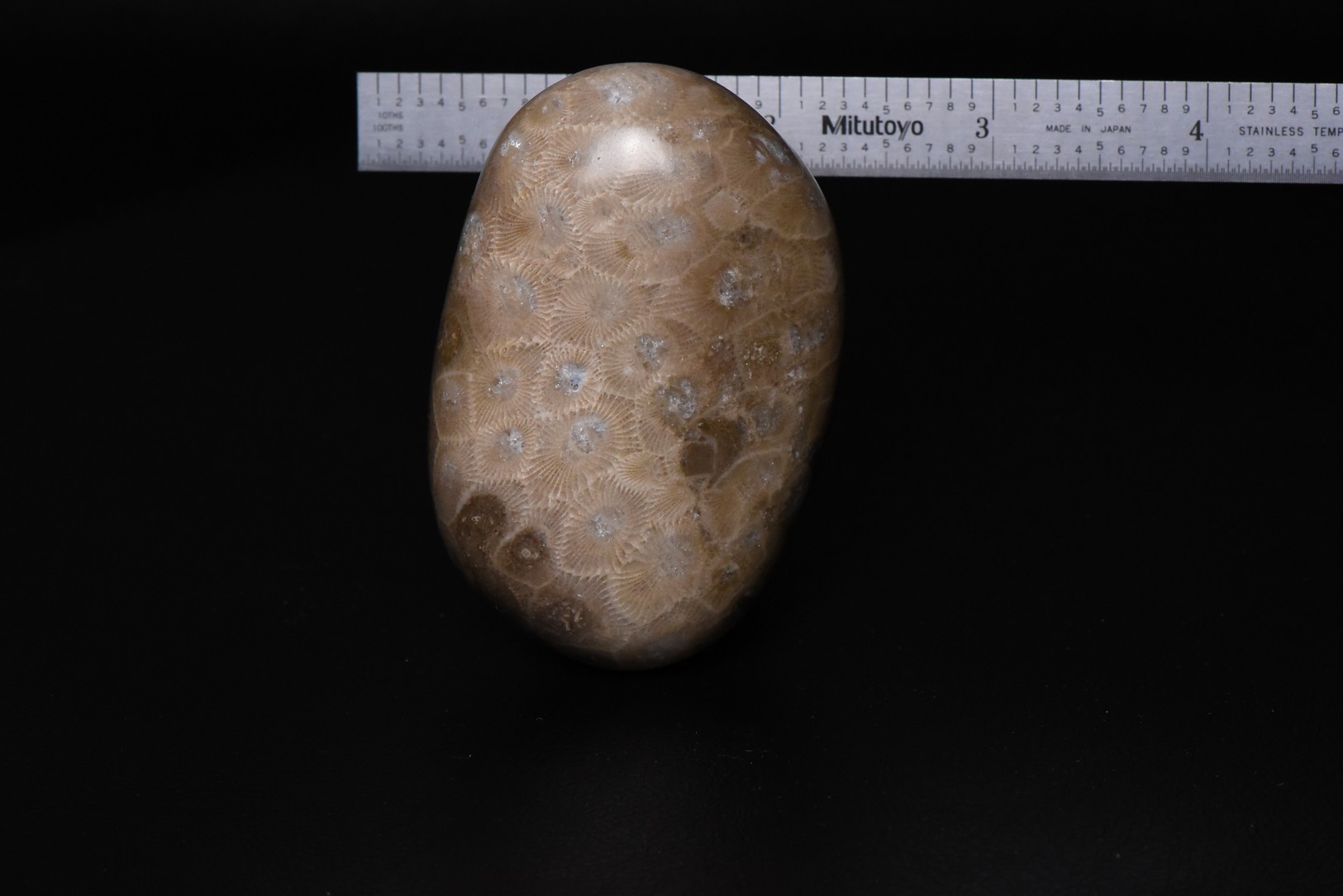 Hexagonaria cf. percarinata