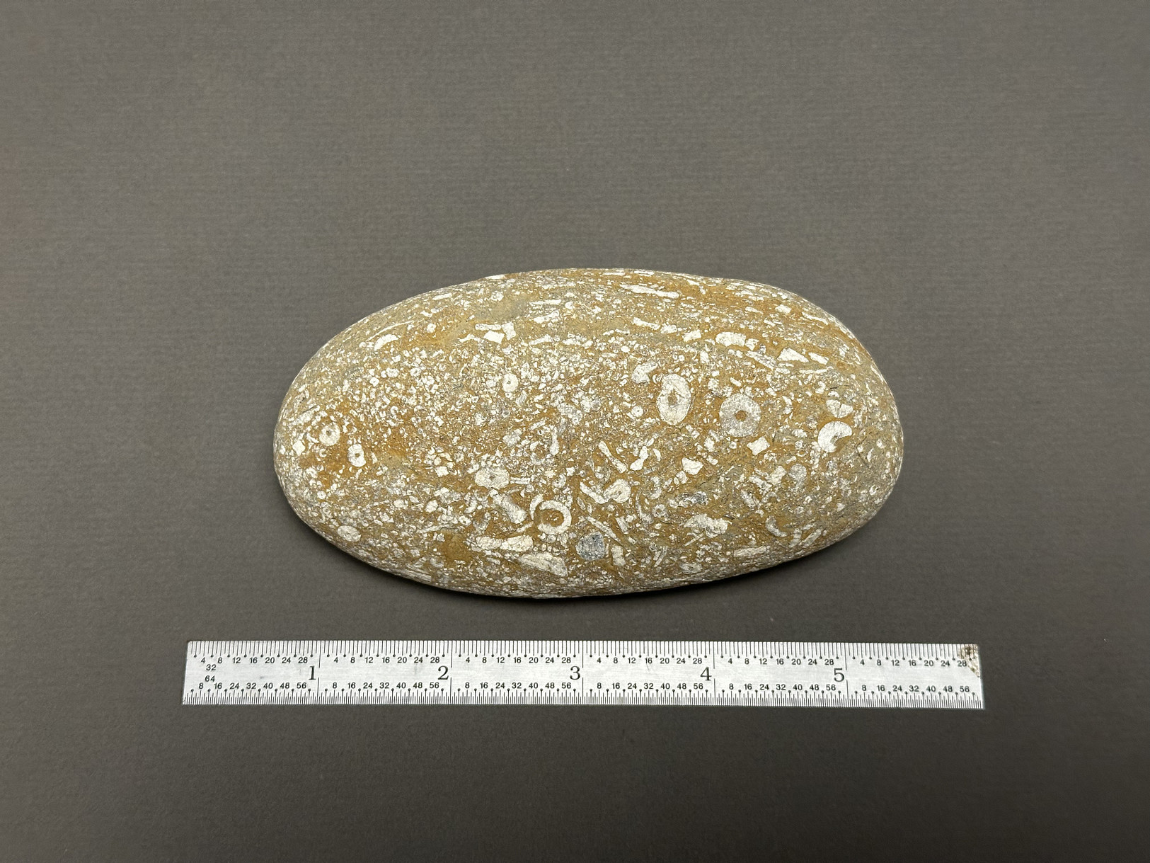 Crinoid Stem specimen
