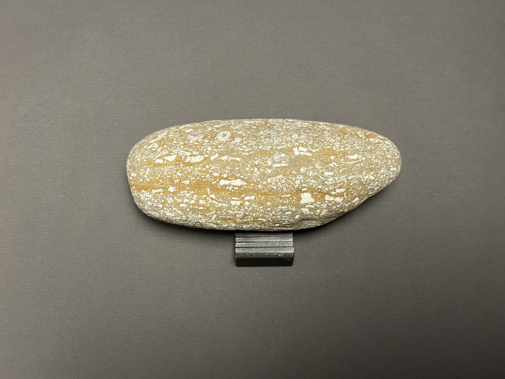 Crinoid Stem specimen
