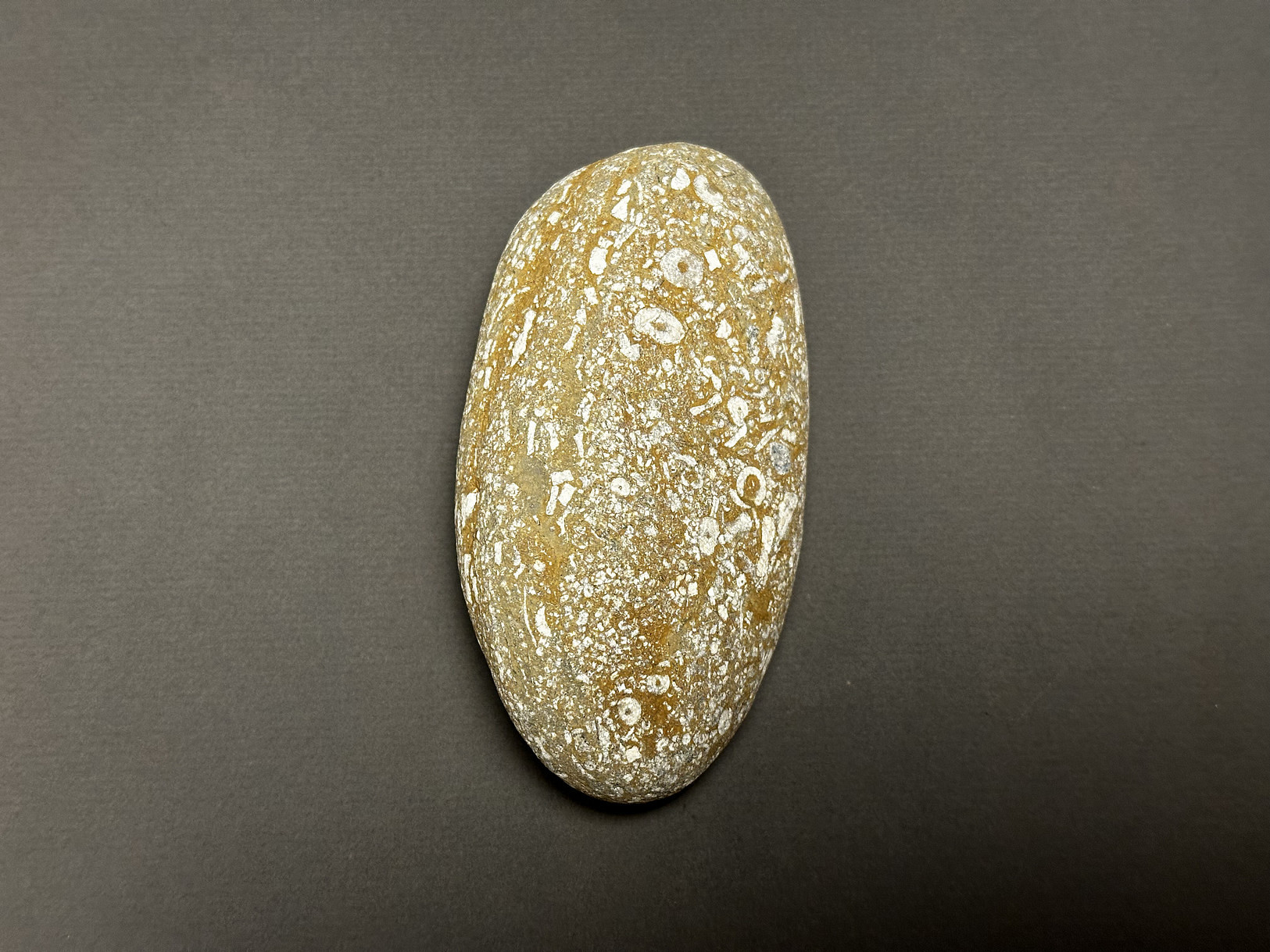 Crinoid Stem specimen