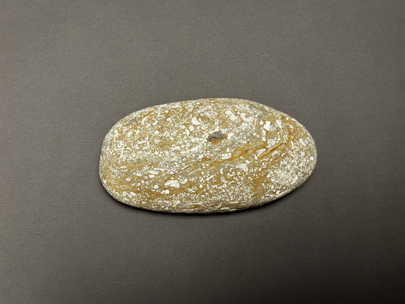 Crinoid Stem specimen