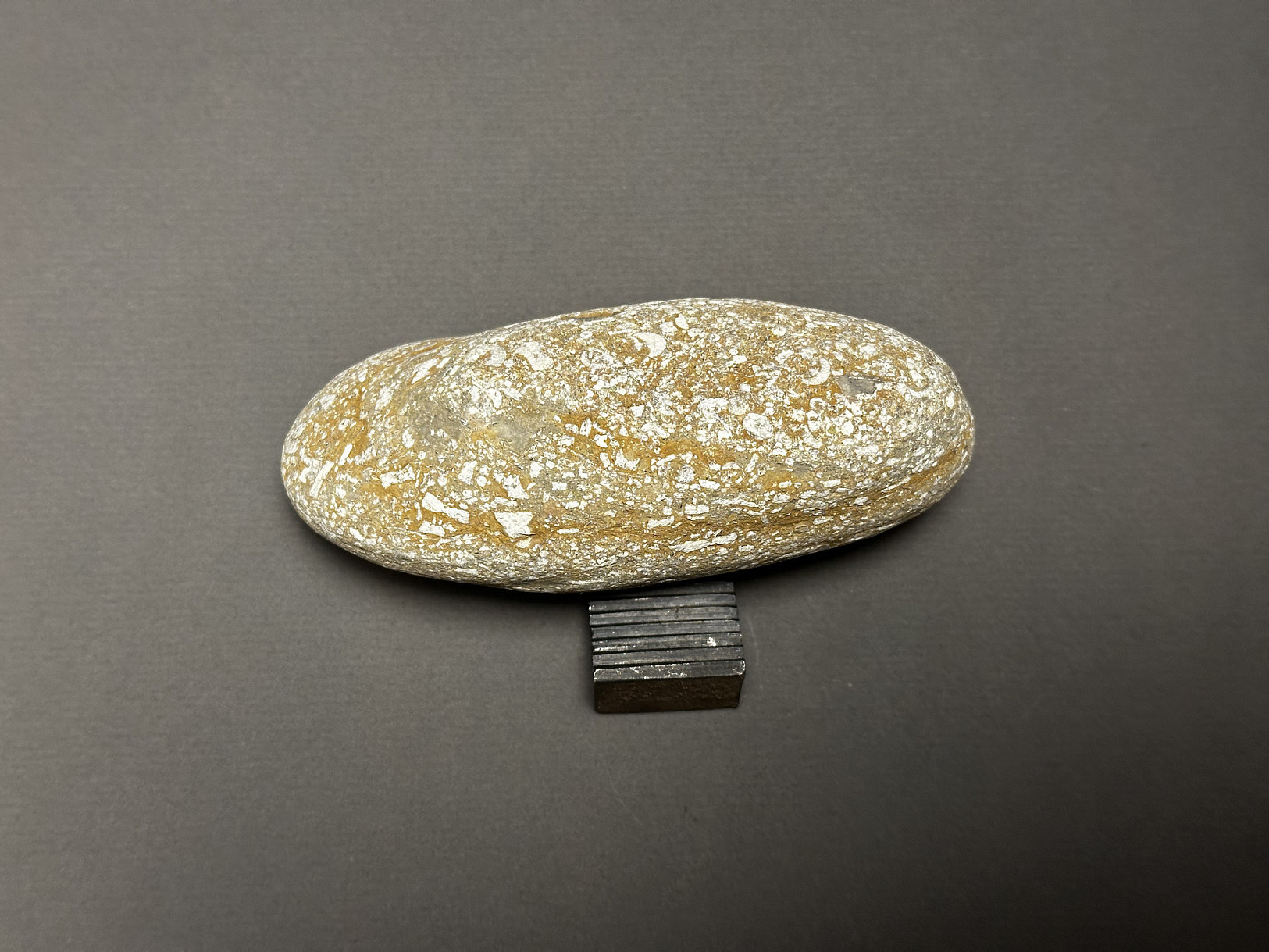 Crinoid Stem specimen