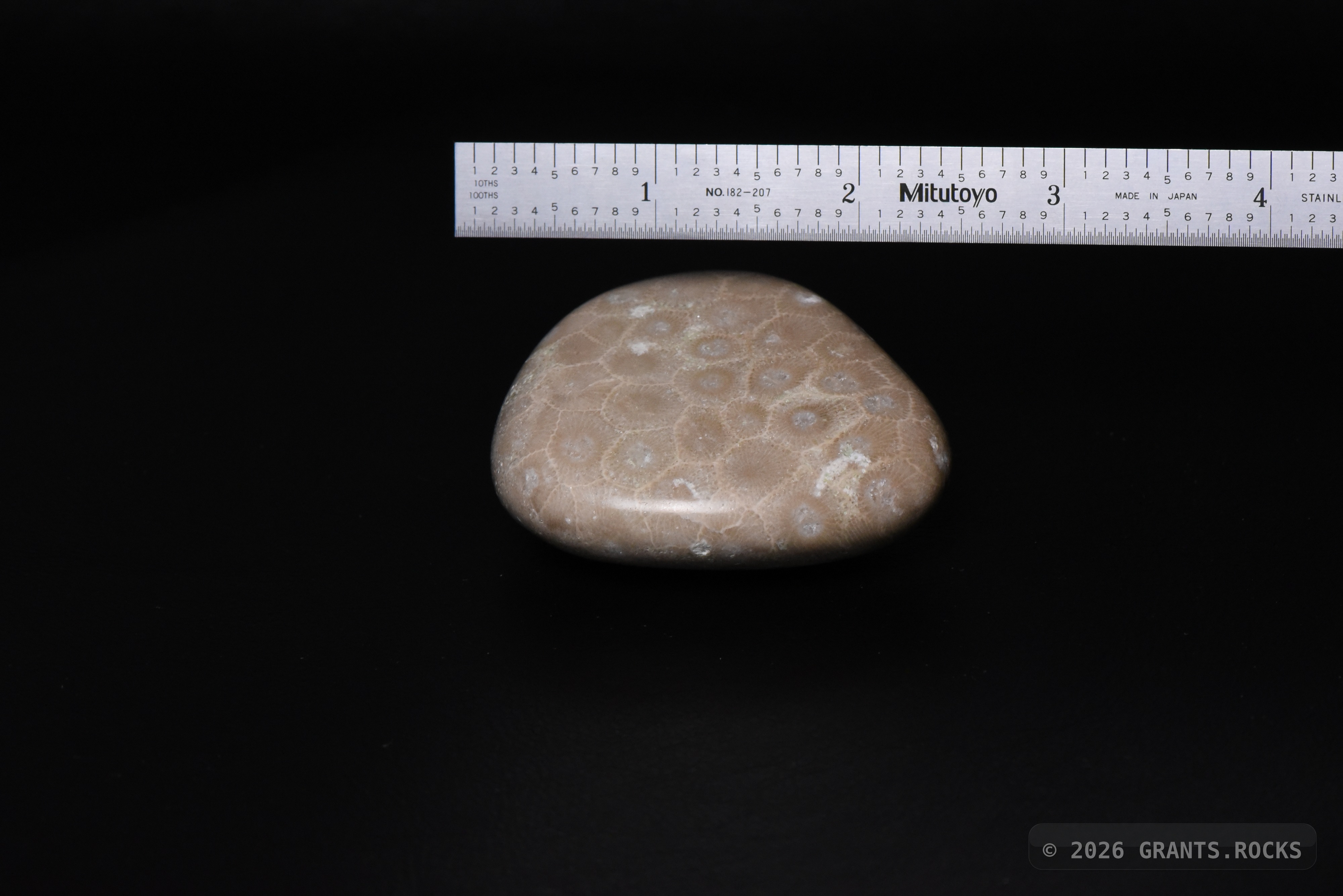 Hexagonaria cf. percarinata. specimen