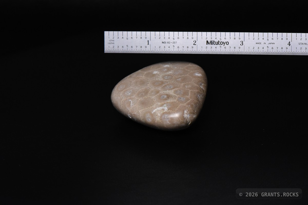 Hexagonaria cf. percarinata. specimen