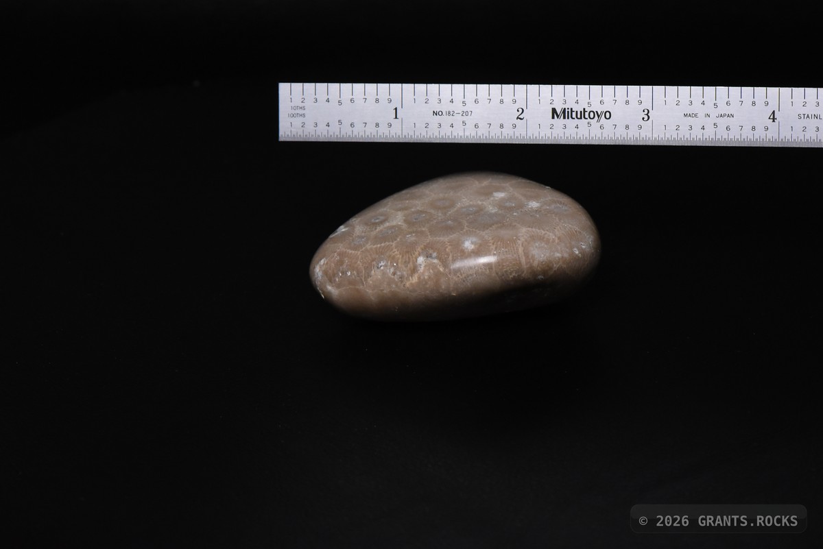 Hexagonaria cf. percarinata. specimen