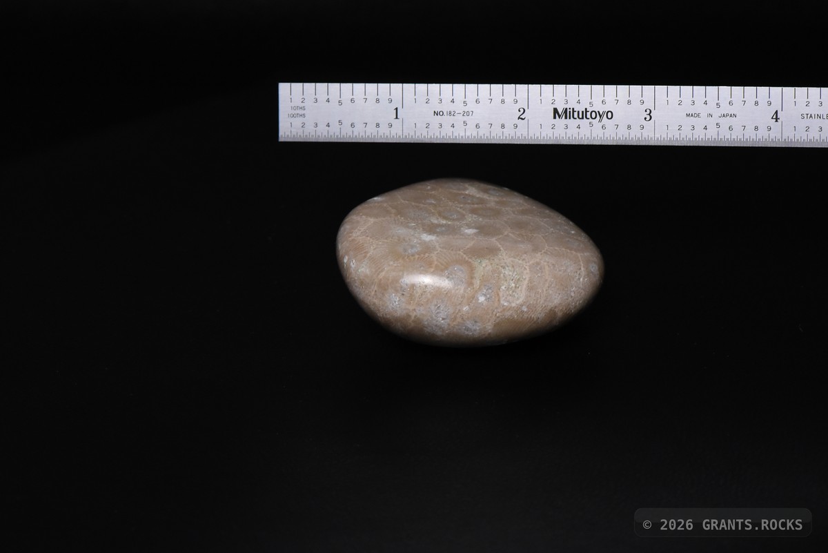 Hexagonaria cf. percarinata. specimen
