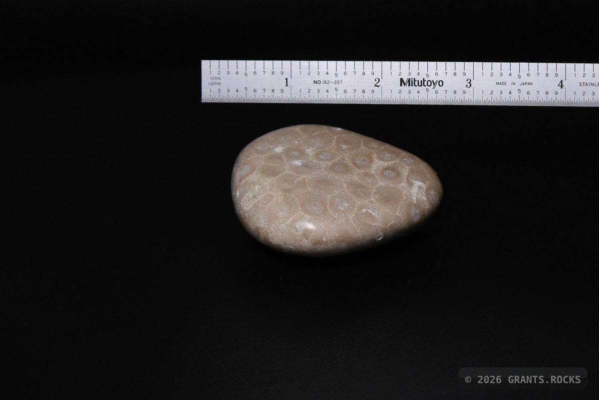 Hexagonaria cf. percarinata. specimen