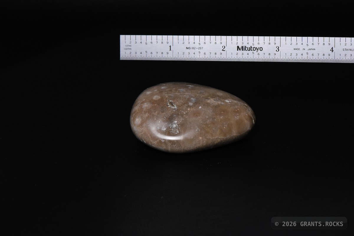 Hexagonaria cf. percarinata. specimen