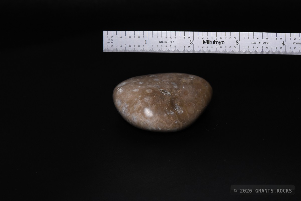 Hexagonaria cf. percarinata. specimen