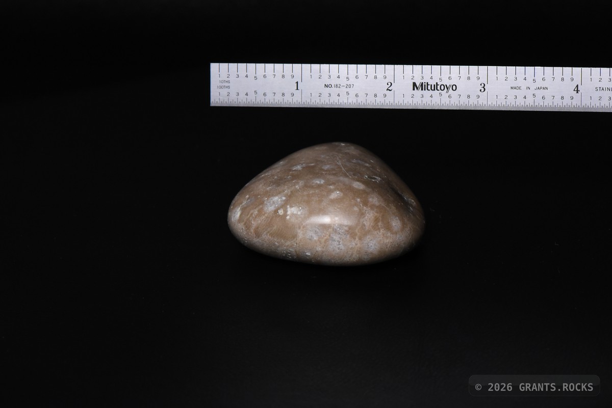 Hexagonaria cf. percarinata. specimen