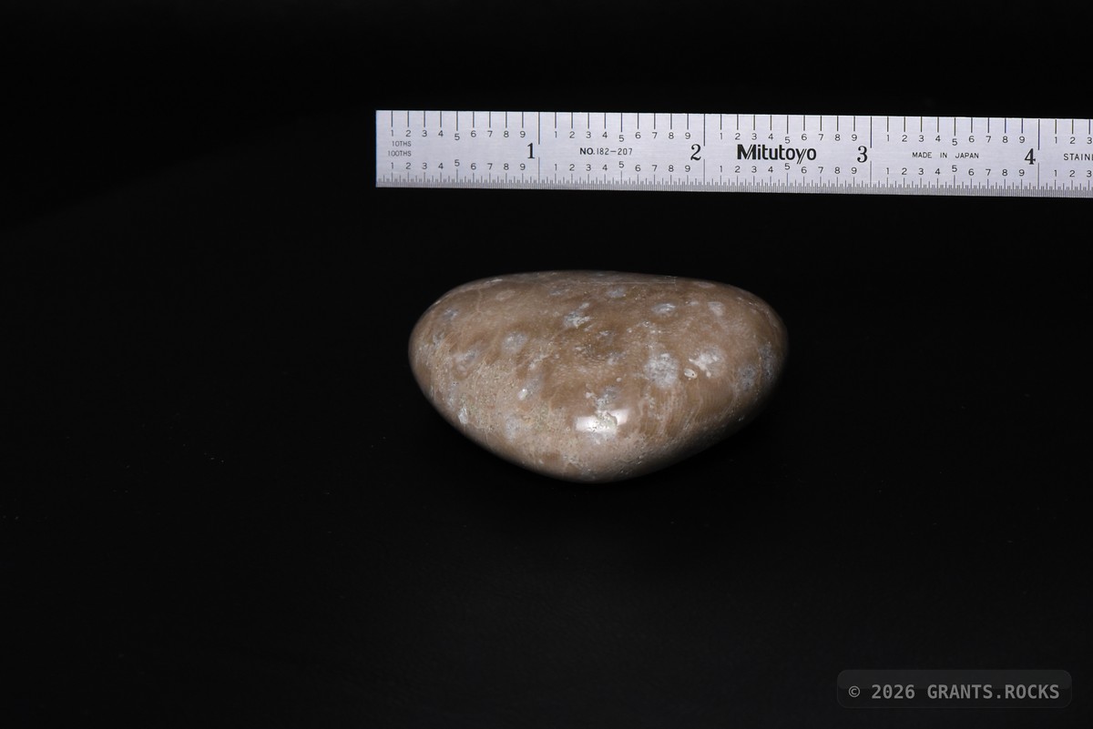 Hexagonaria cf. percarinata. specimen