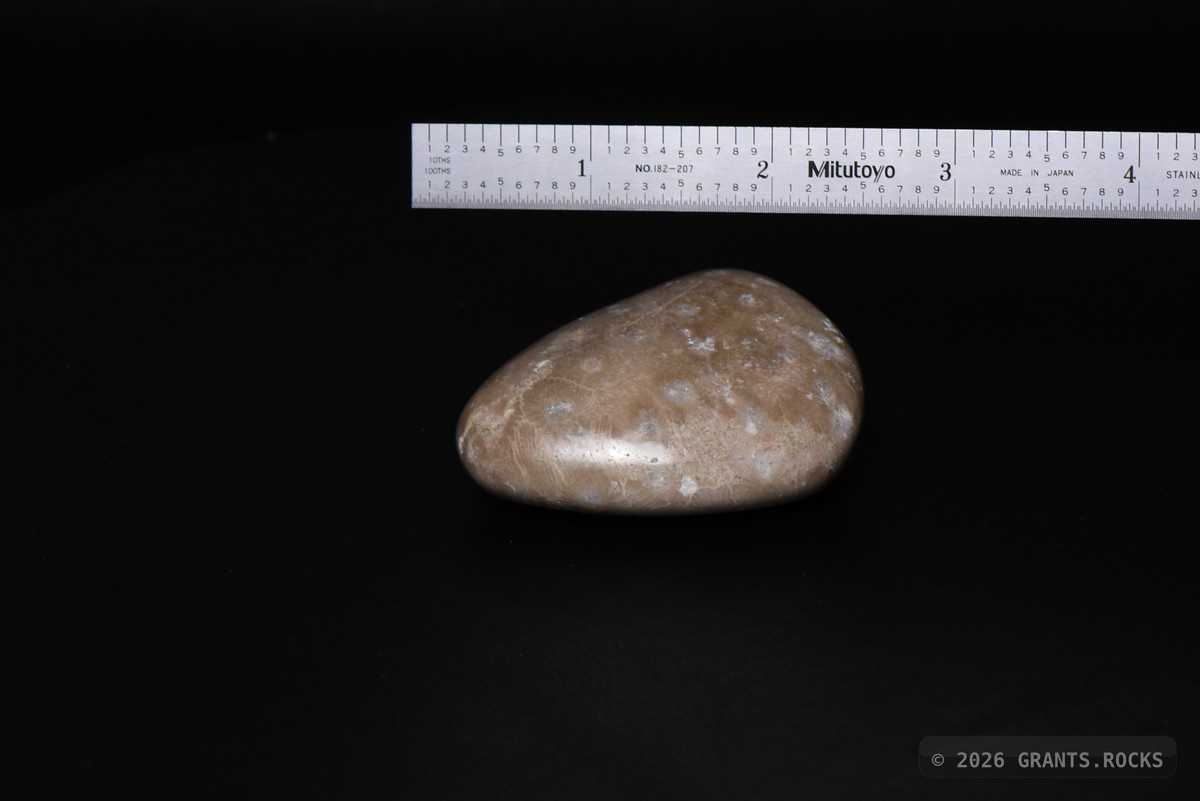 Hexagonaria cf. percarinata. specimen