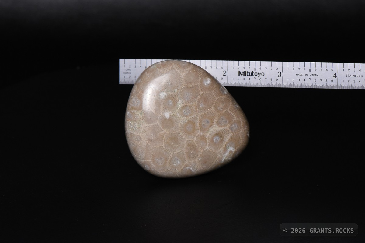 Hexagonaria cf. percarinata. specimen