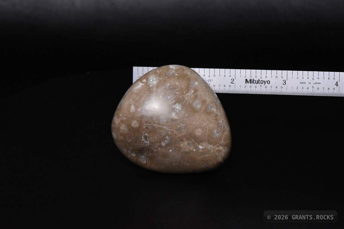 Hexagonaria cf. percarinata. specimen