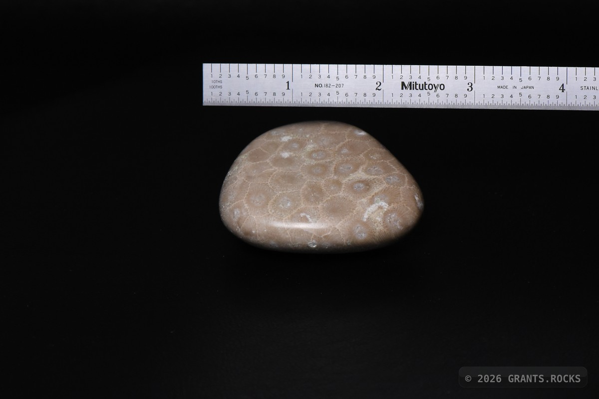 Hexagonaria cf. percarinata.