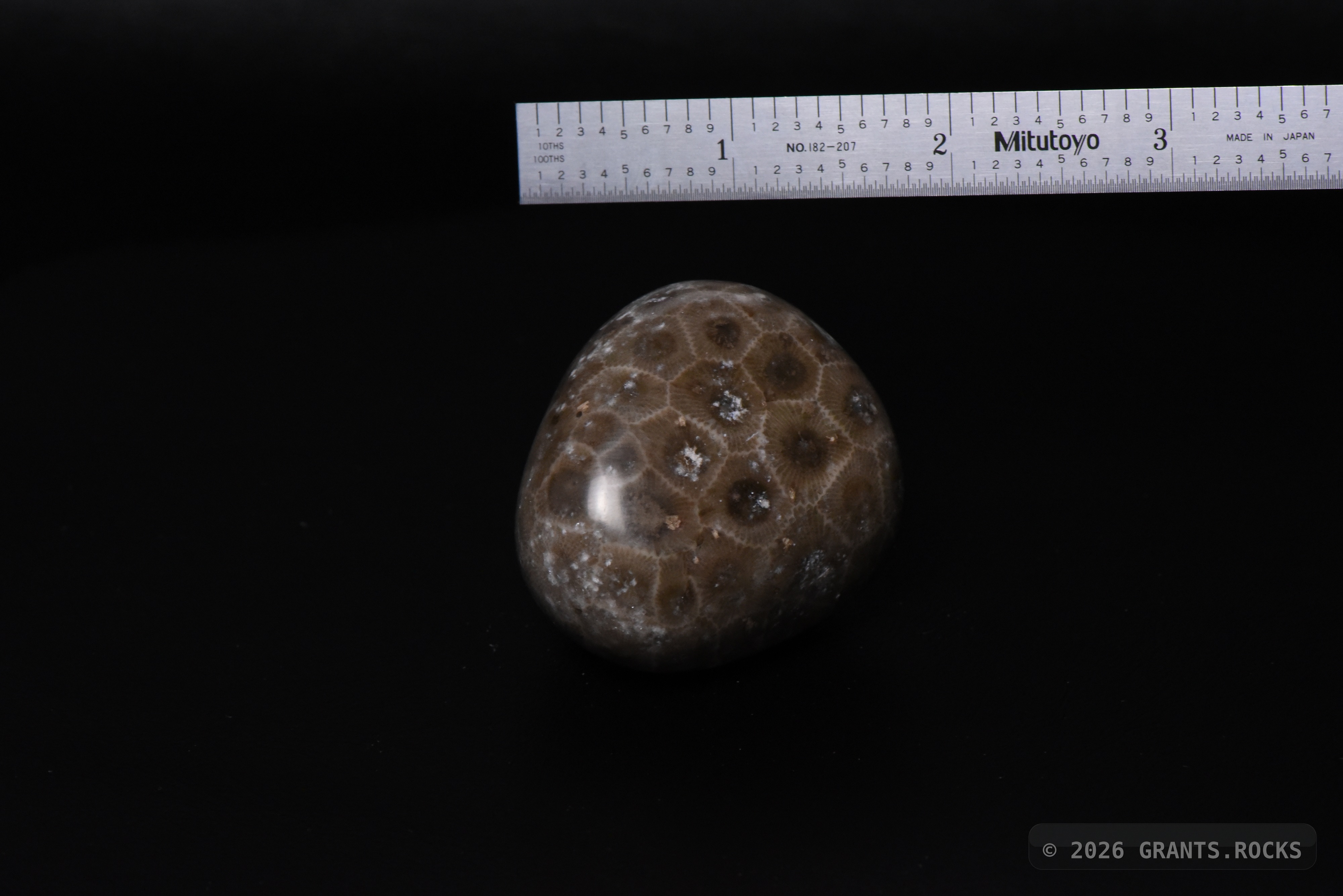 Hexagonaria cf. percarinata. specimen