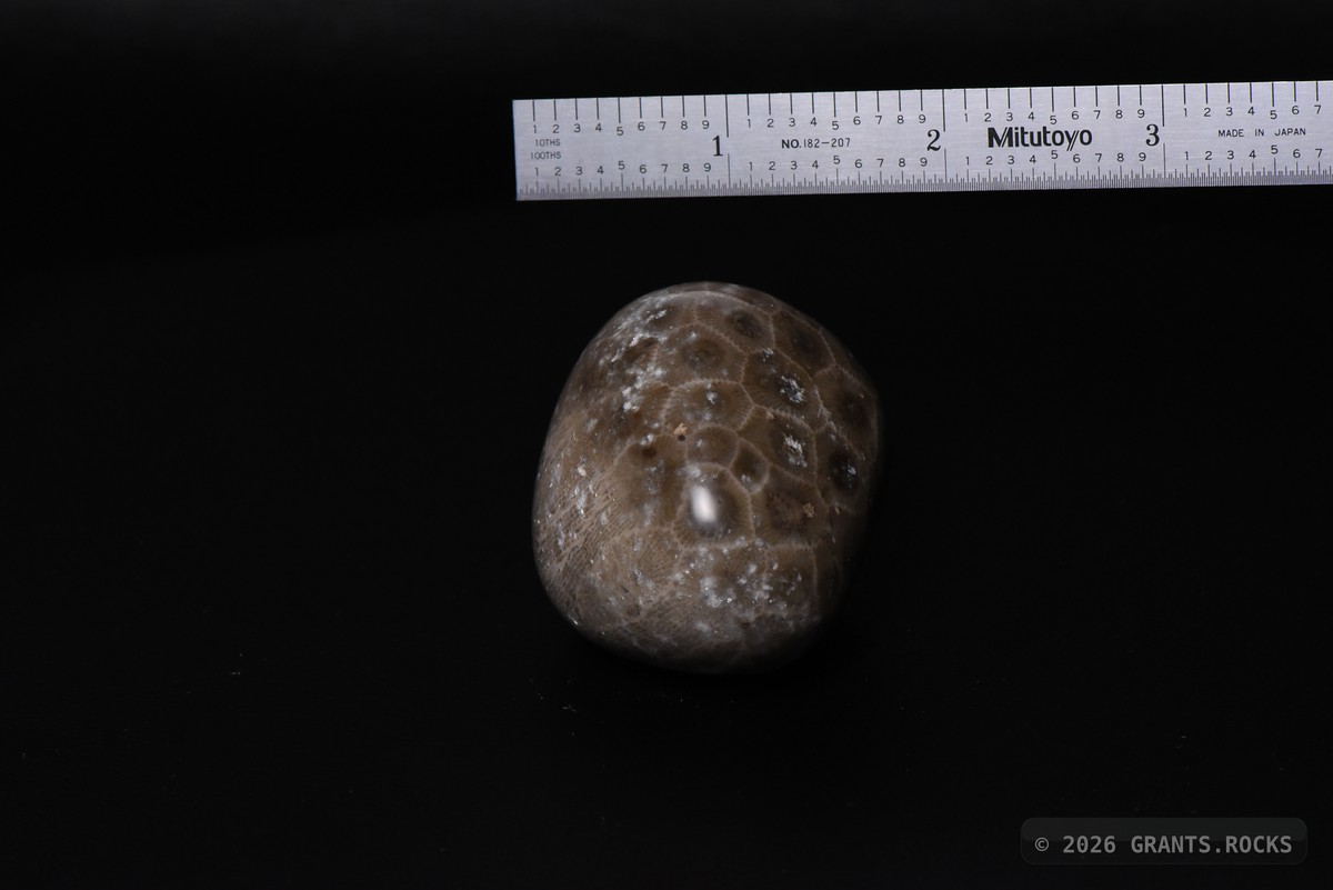 Hexagonaria cf. percarinata. specimen