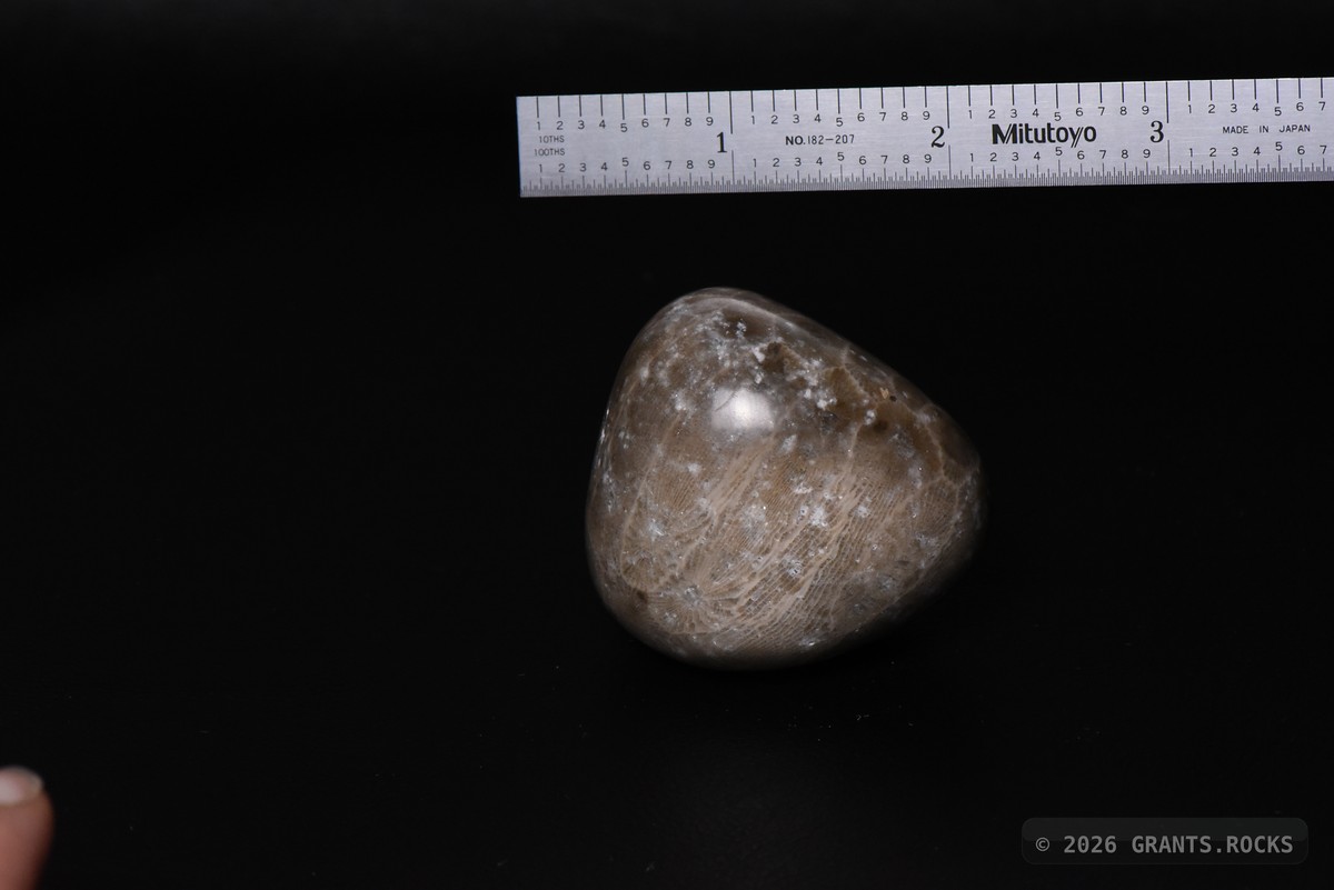 Hexagonaria cf. percarinata. specimen