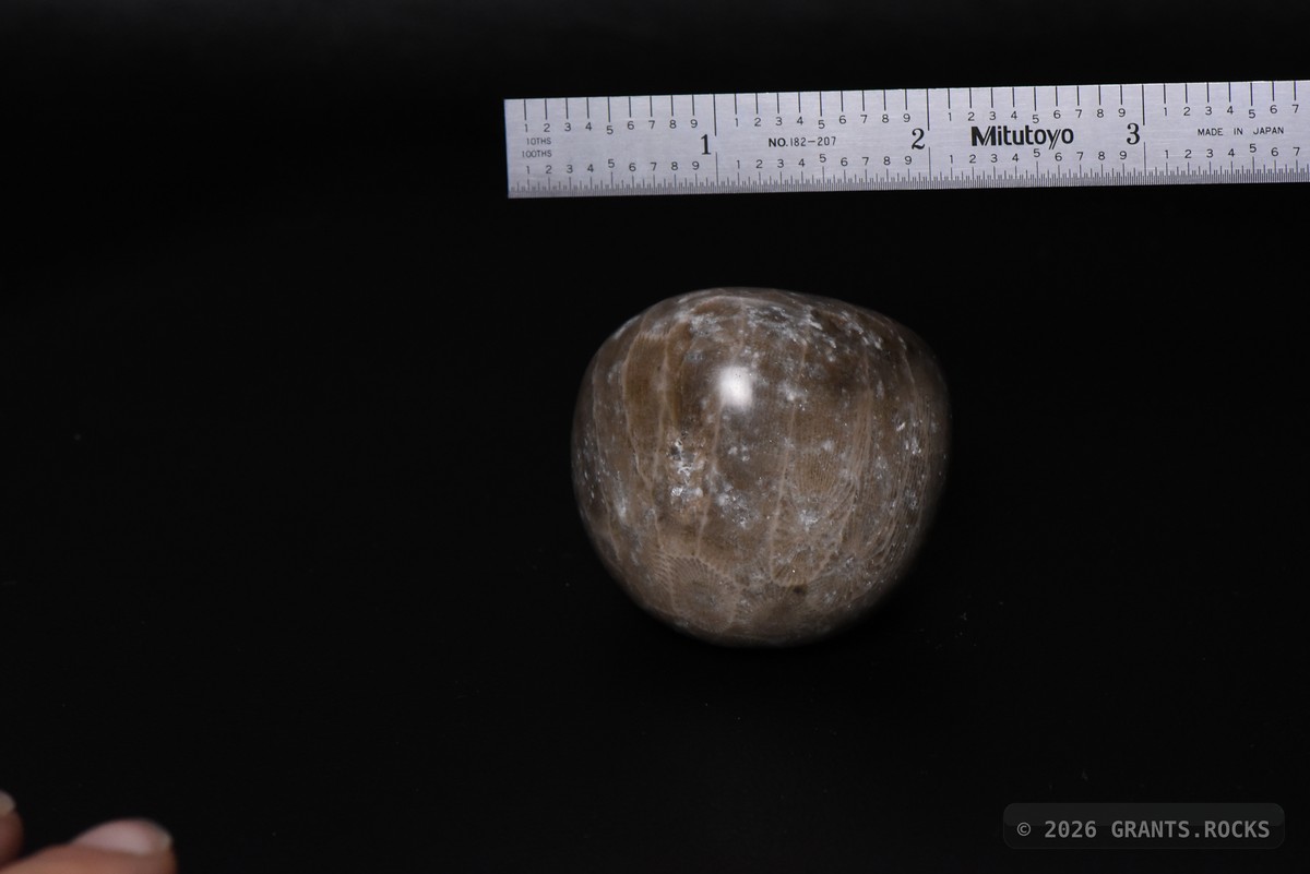 Hexagonaria cf. percarinata. specimen