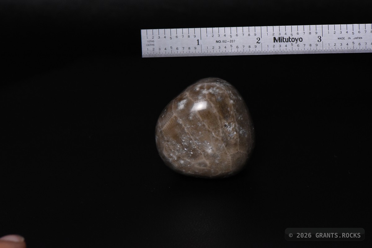 Hexagonaria cf. percarinata. specimen