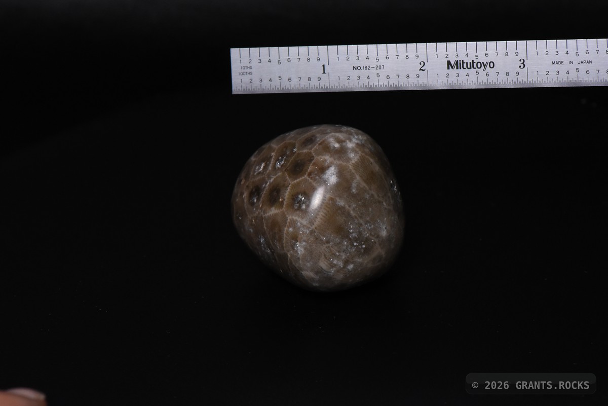 Hexagonaria cf. percarinata. specimen