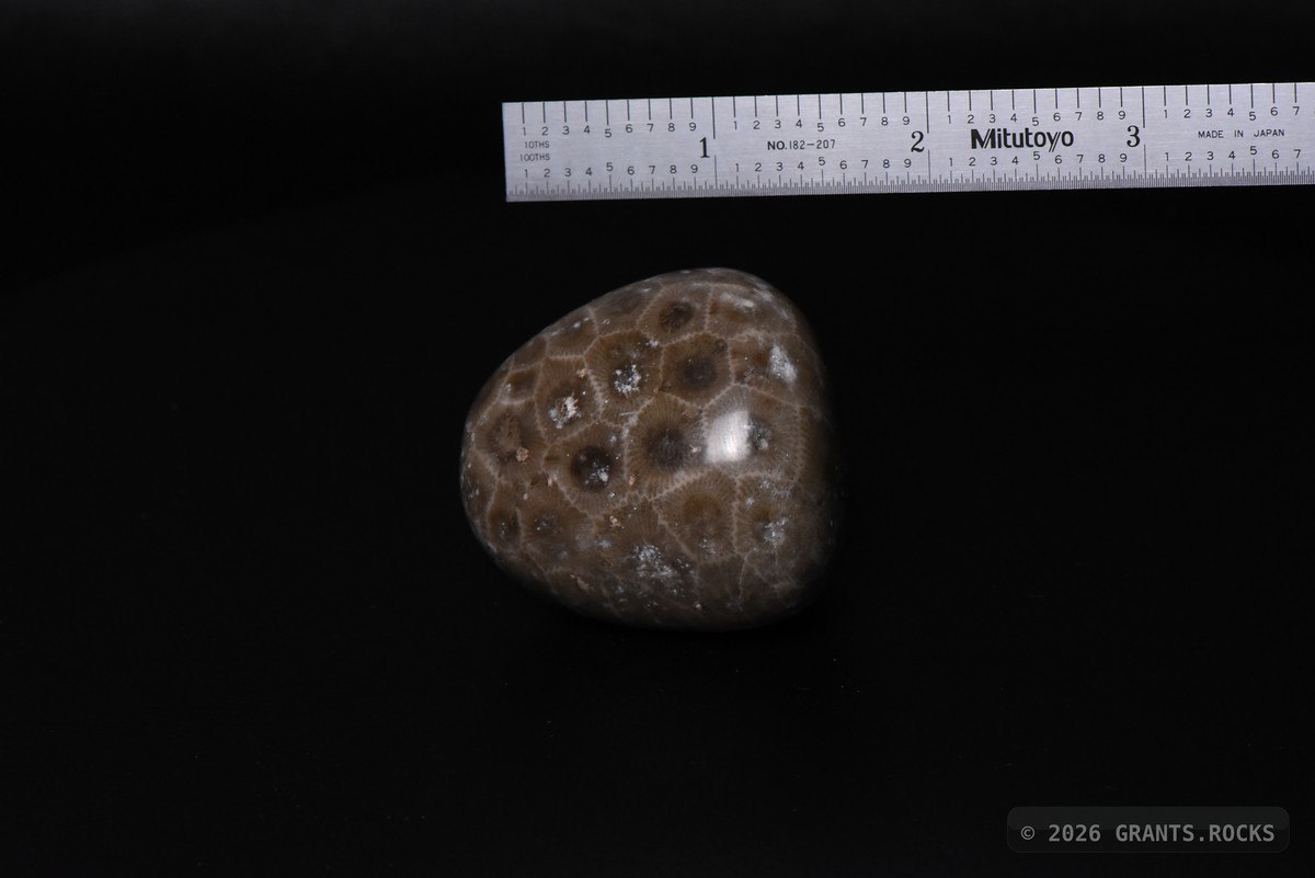 Hexagonaria cf. percarinata. specimen