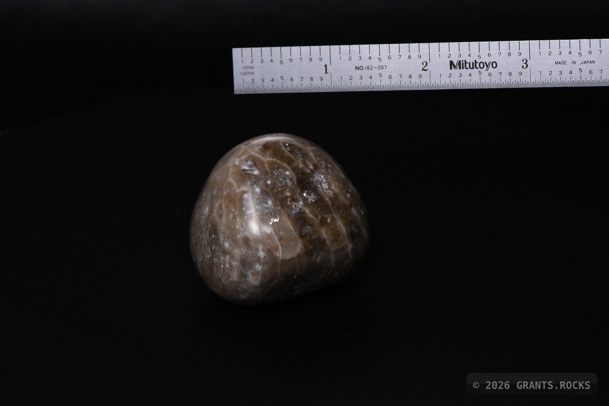 Hexagonaria cf. percarinata. specimen