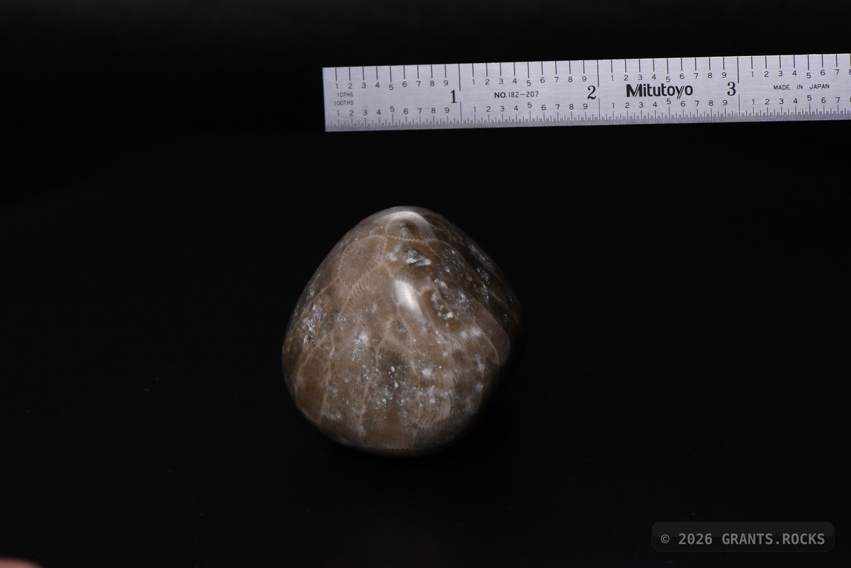 Hexagonaria cf. percarinata. specimen
