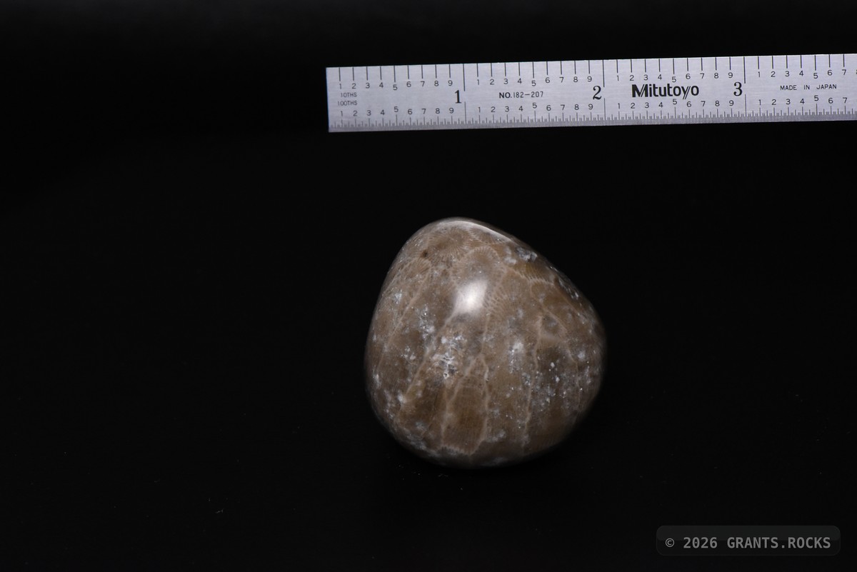 Hexagonaria cf. percarinata. specimen