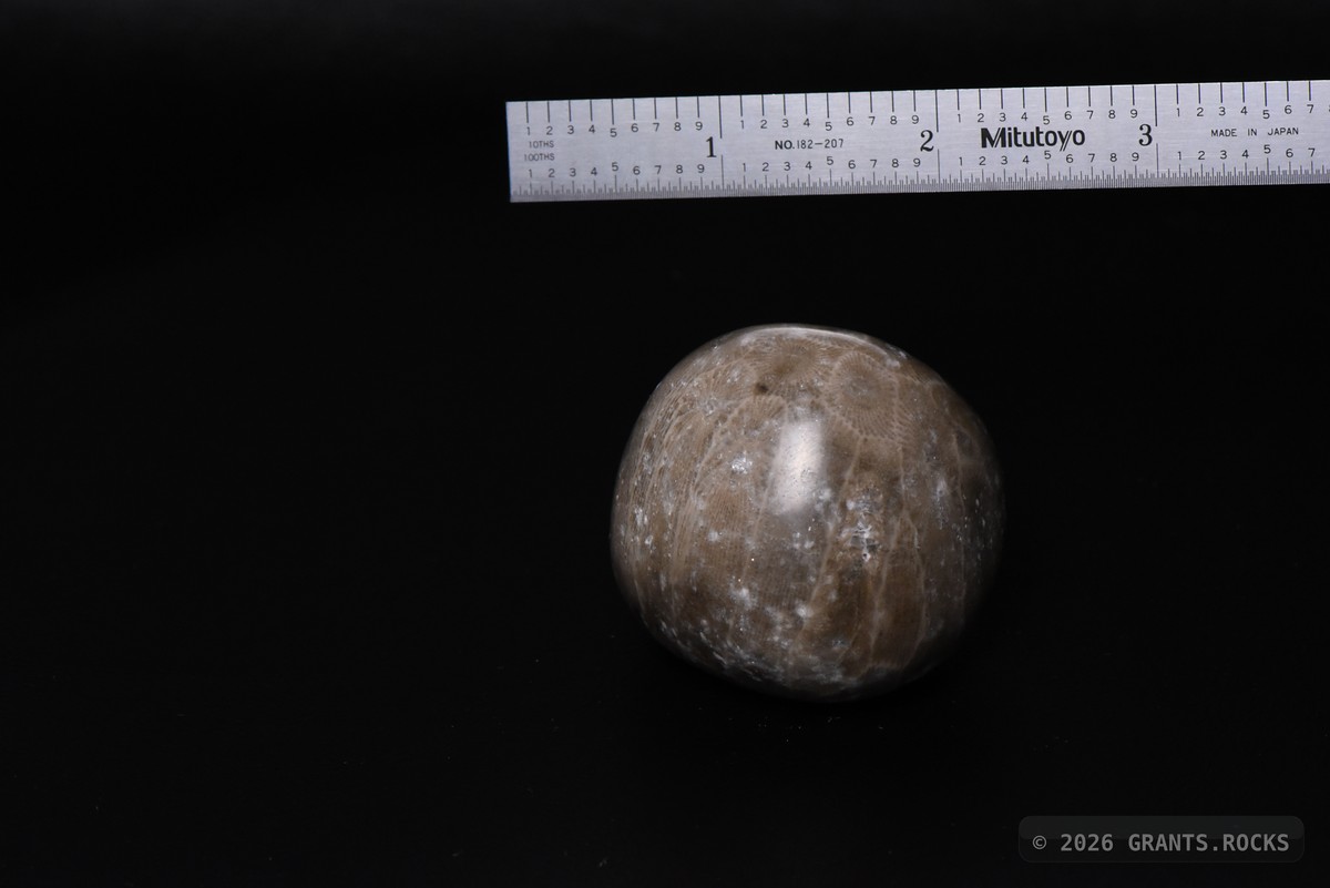 Hexagonaria cf. percarinata. specimen