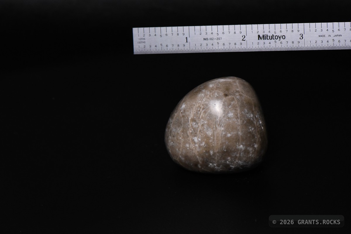 Hexagonaria cf. percarinata. specimen