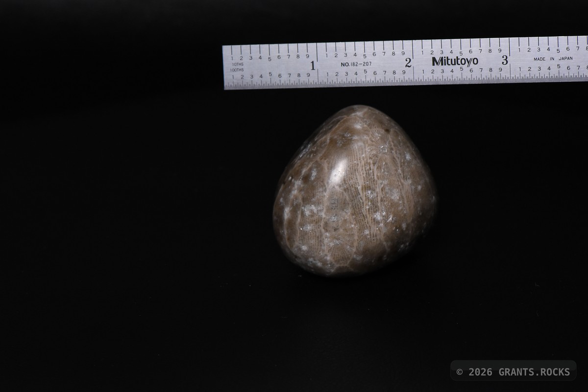 Hexagonaria cf. percarinata. specimen