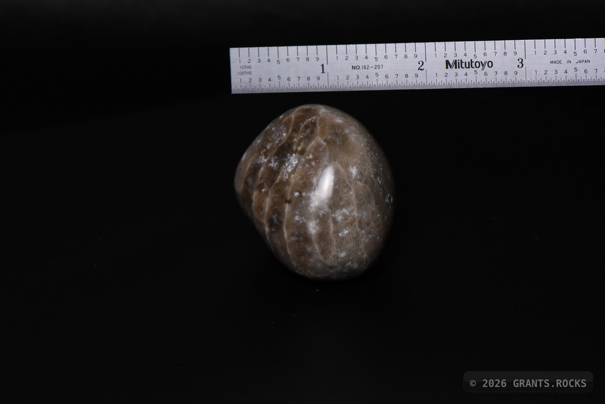 Hexagonaria cf. percarinata. specimen