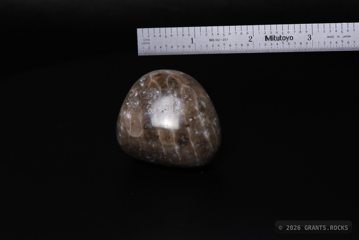 Hexagonaria cf. percarinata. specimen