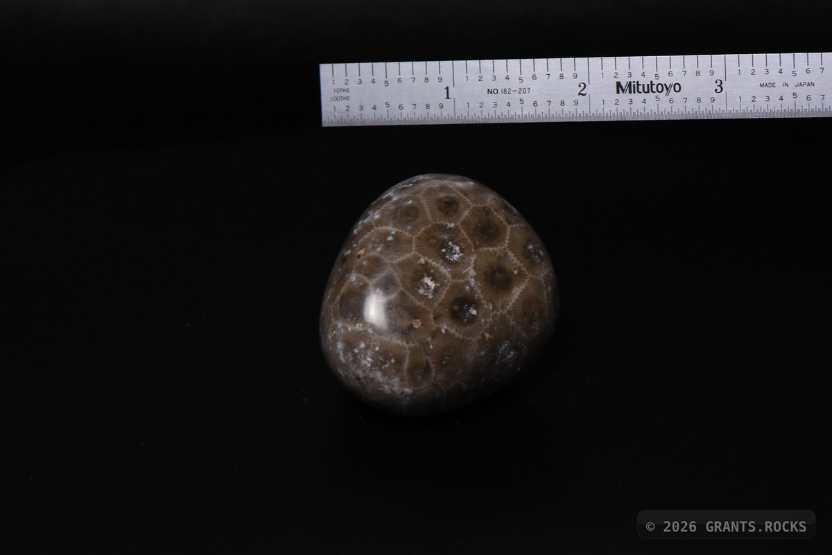 Hexagonaria cf. percarinata.