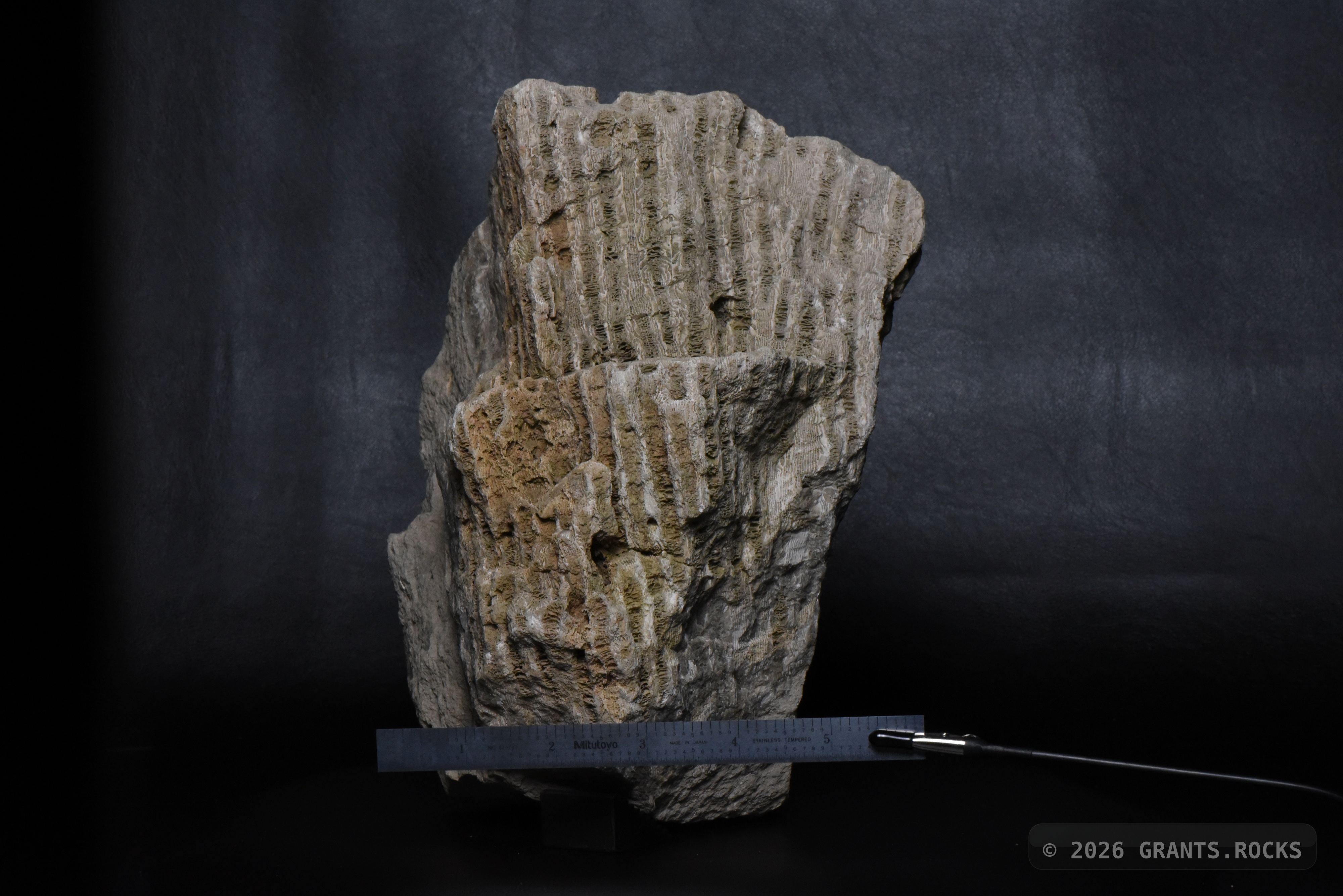 Hexagonaria percarinata. specimen