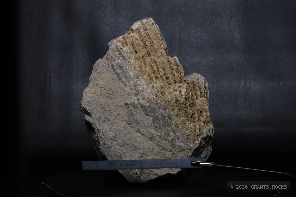 Hexagonaria percarinata. specimen