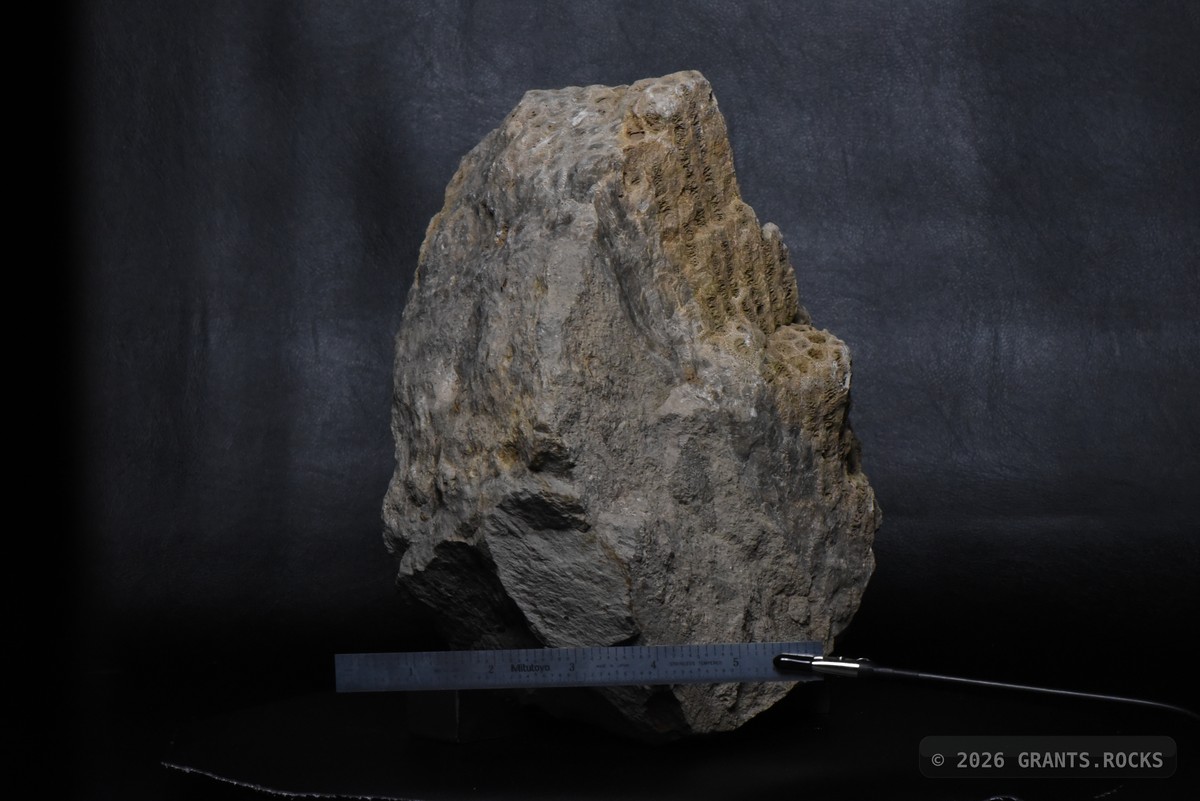 Hexagonaria percarinata. specimen