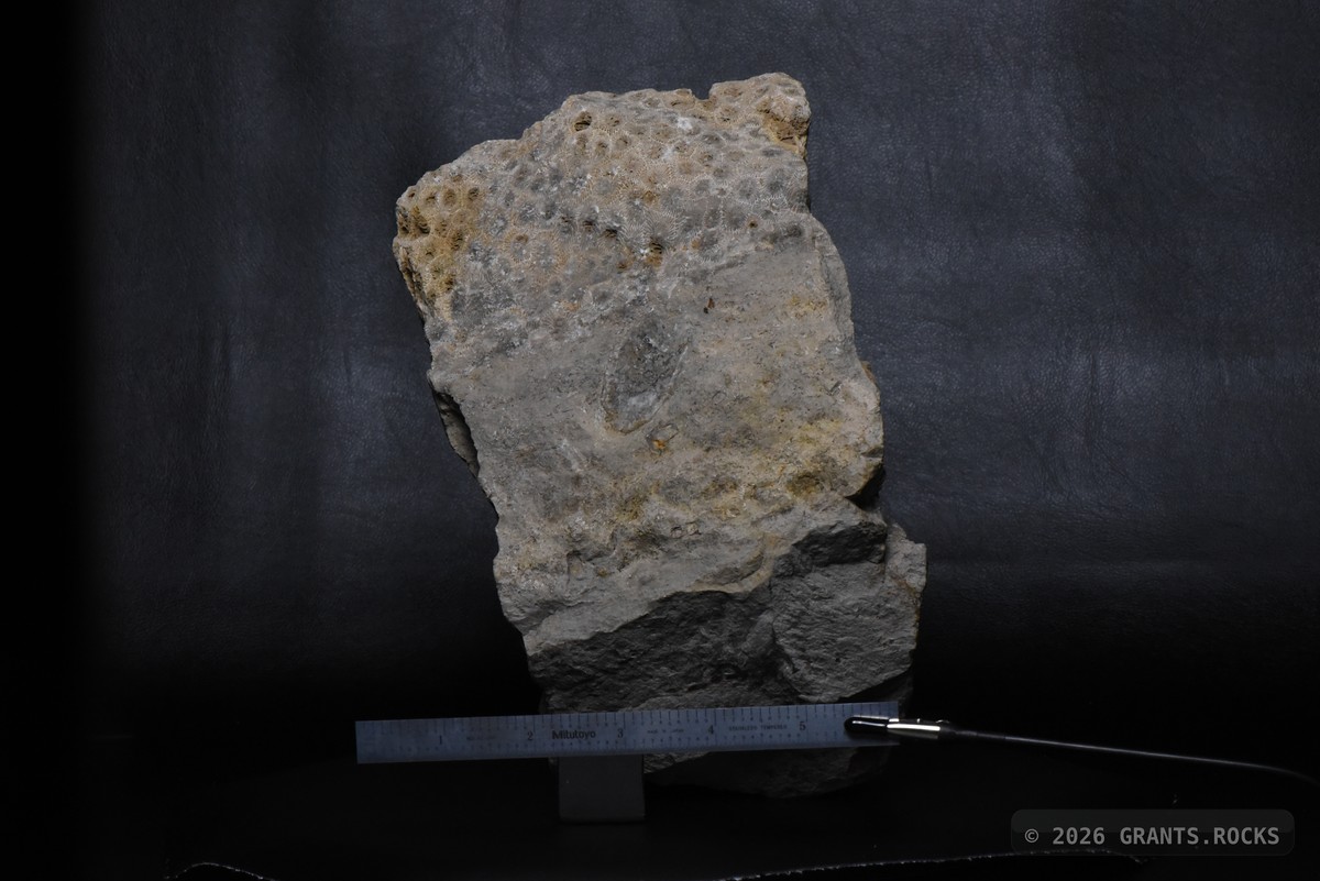 Hexagonaria percarinata. specimen