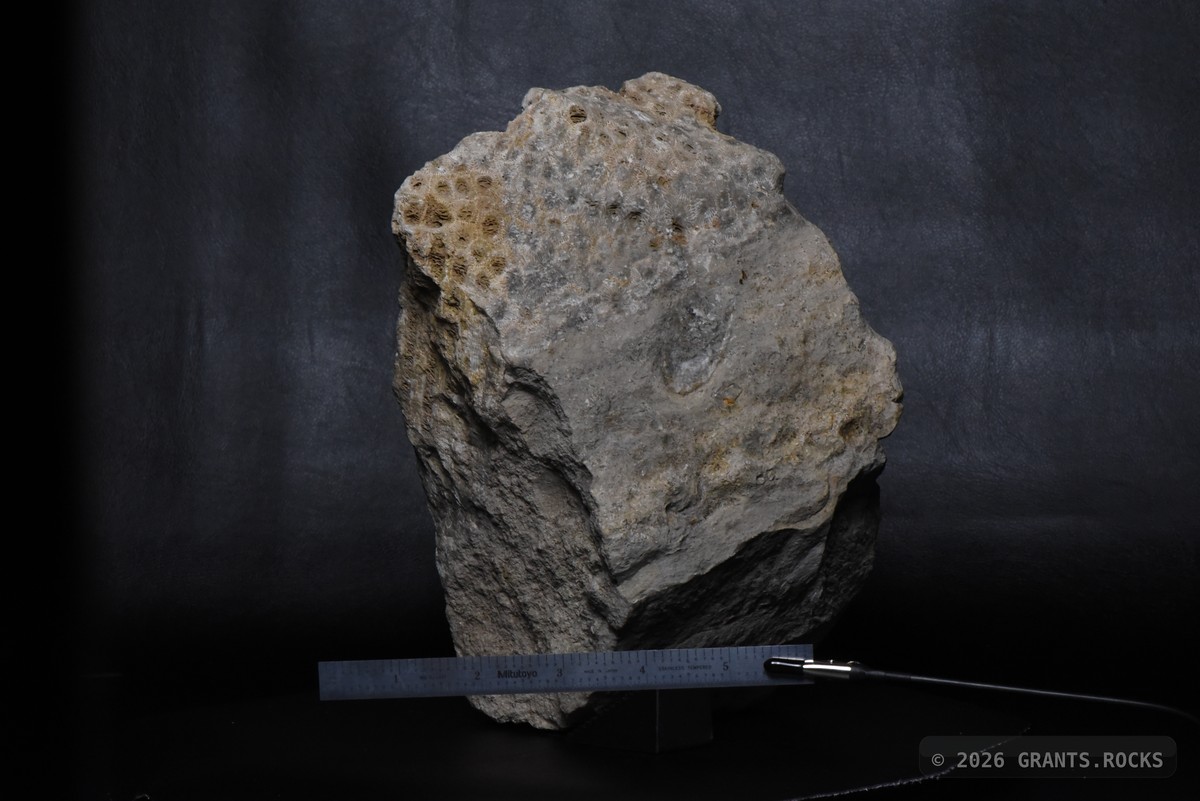 Hexagonaria percarinata. specimen