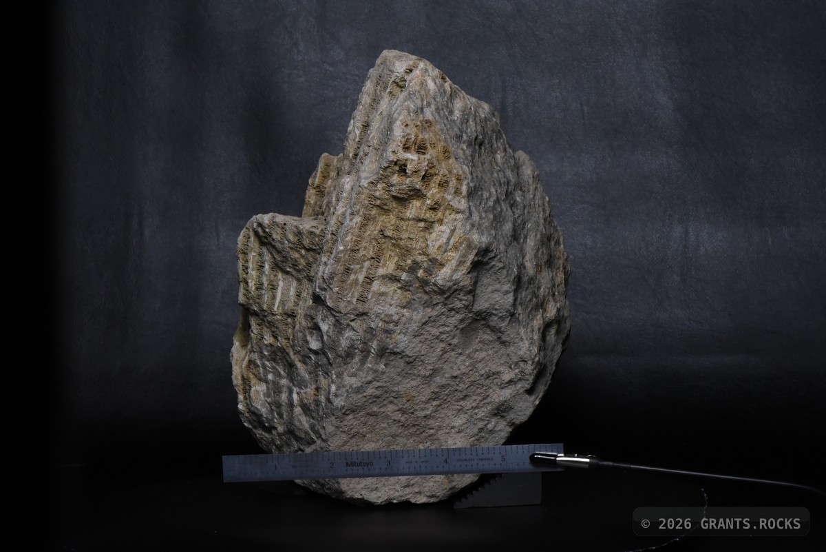 Hexagonaria percarinata. specimen