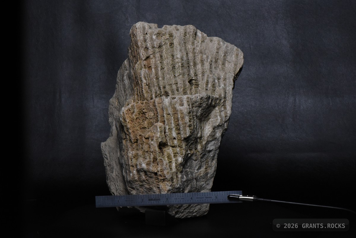 Hexagonaria percarinata. specimen